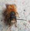 Osmia bicornis